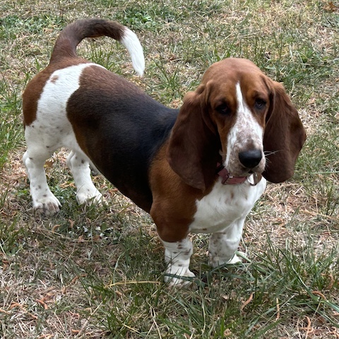 Sadie of Salisbury