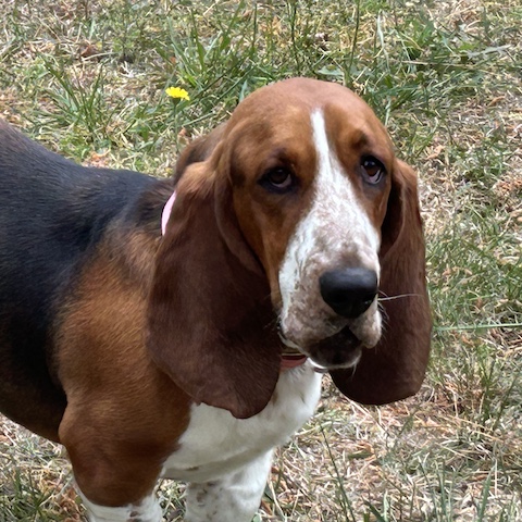 Sadie of Salisbury
