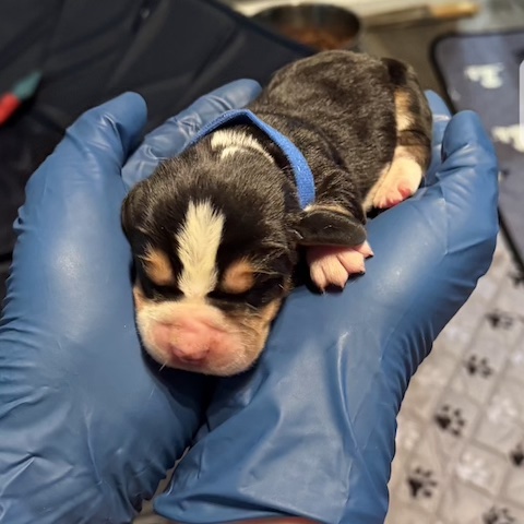 Bonnie’s Puppies
