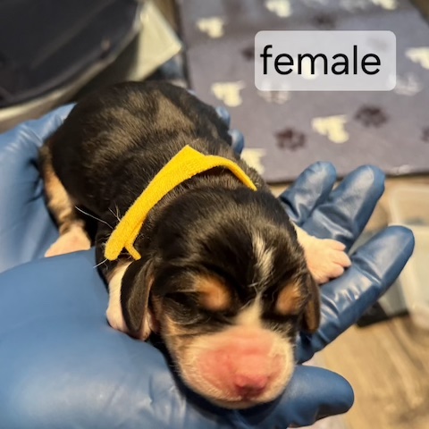 Bonnie’s Puppies