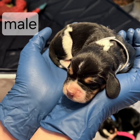 Bonnie’s Puppies