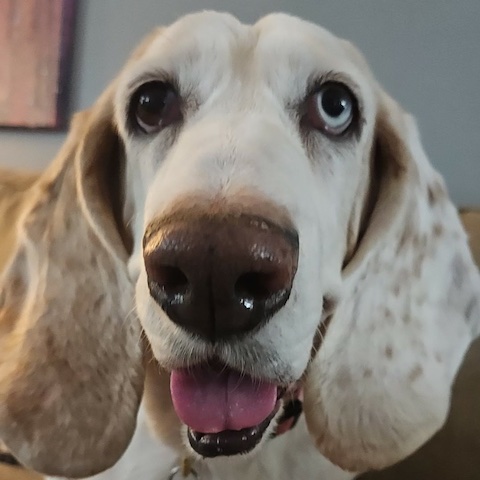 Holly4 Holly