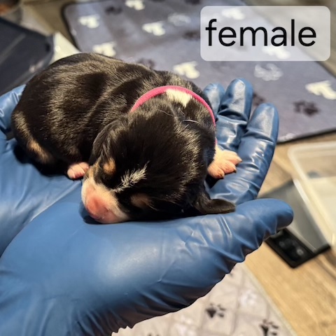 Bonnie’s Puppies