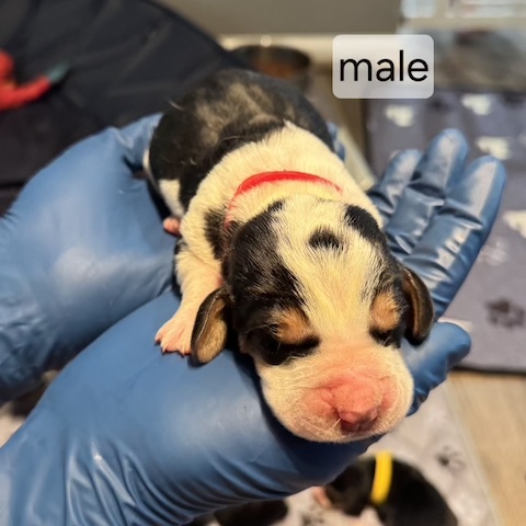 Bonnie’s Puppies