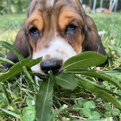 Bonnie’s Puppies
