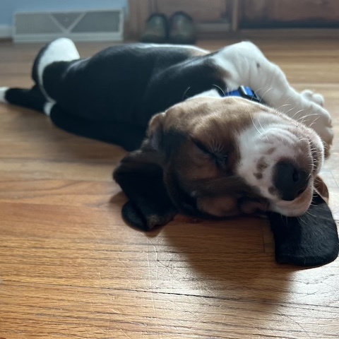 Bonnie’s Puppies