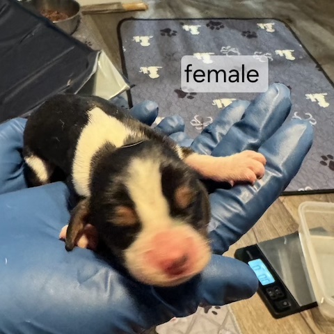 Bonnie’s Puppies