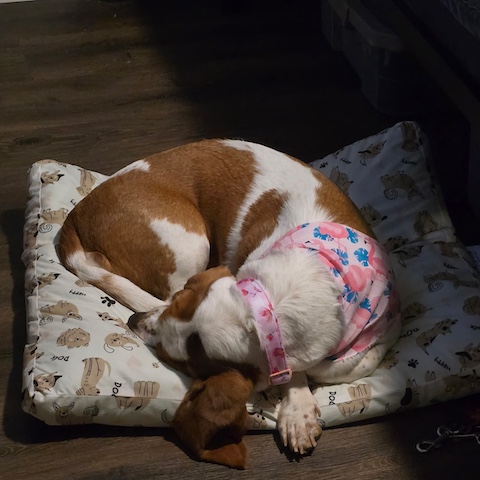 Bella