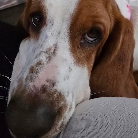 Bella
