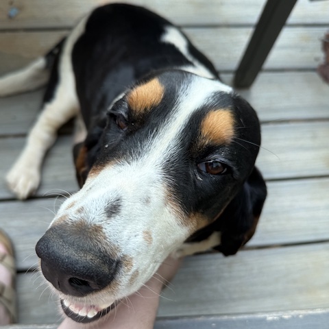 Bonnie