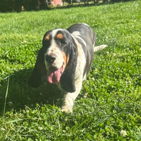 Bonnie