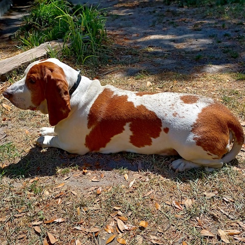Watson