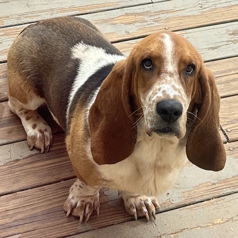 Gus