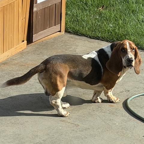 Gus