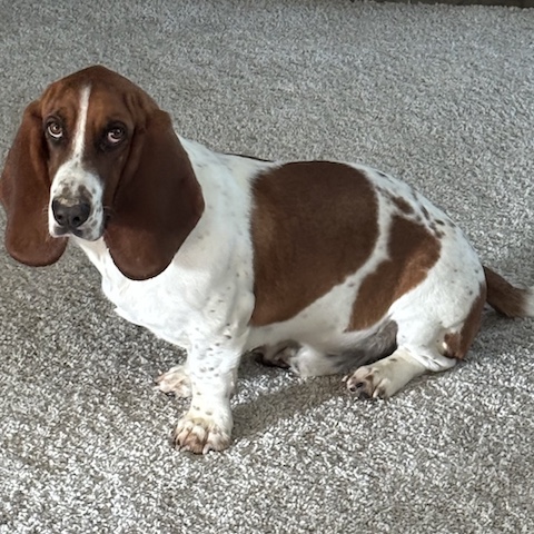 Howie