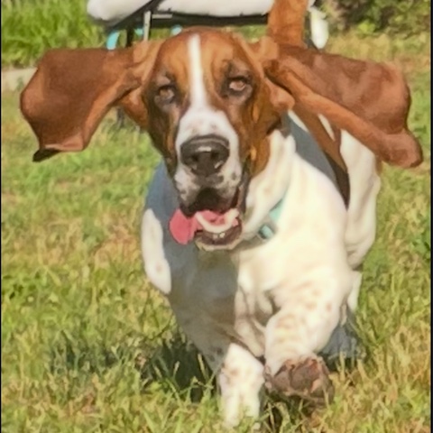 Howie