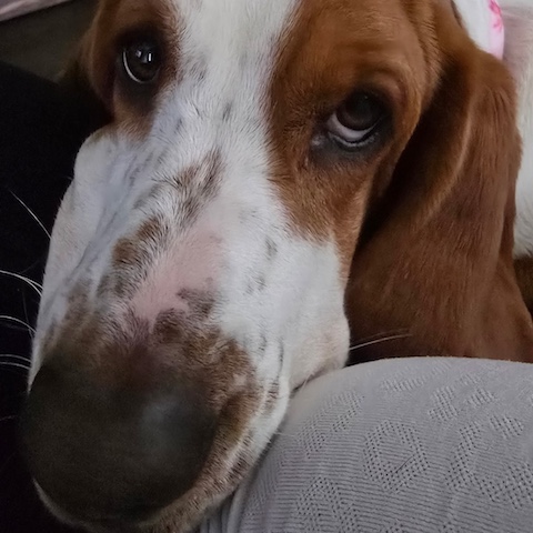 Howie