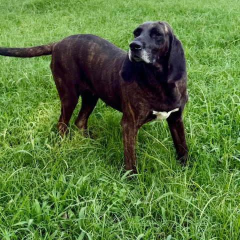 Maggie May