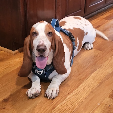 Watson