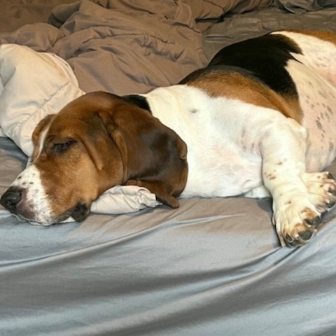 Winston