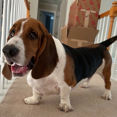 Winston