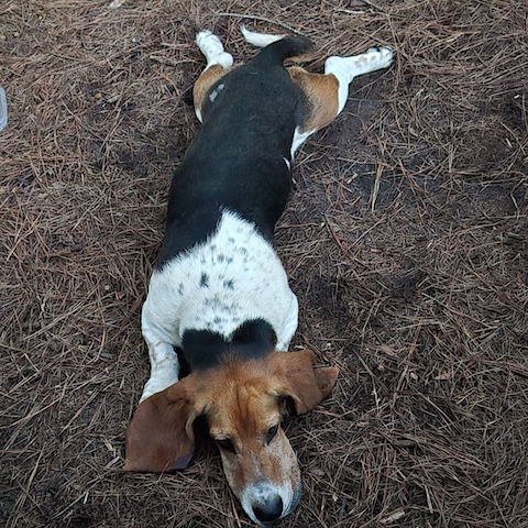 Buddy