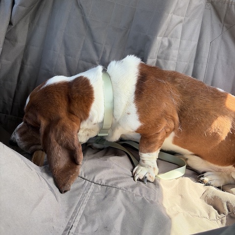 Murphy