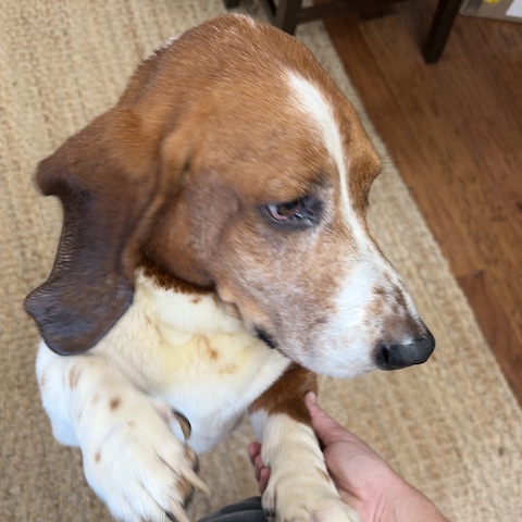 Murphy