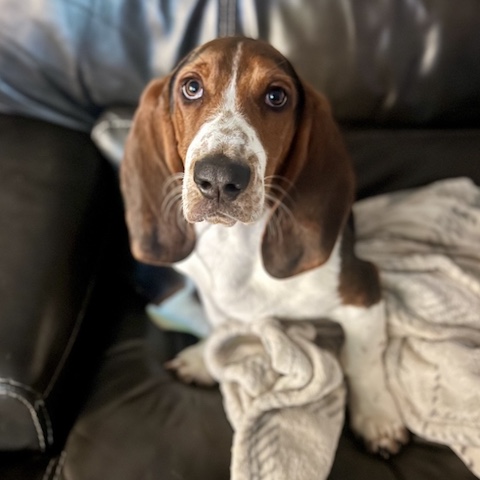 Julian
