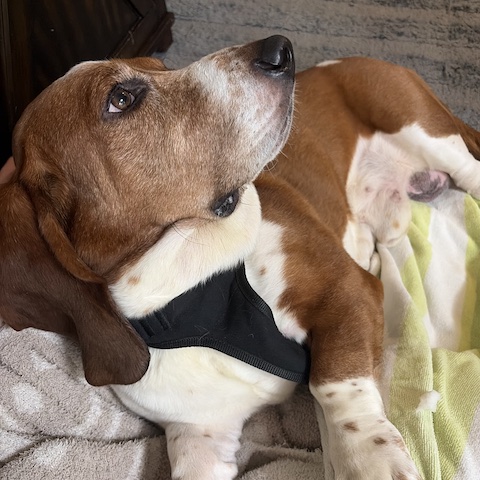 Murphy