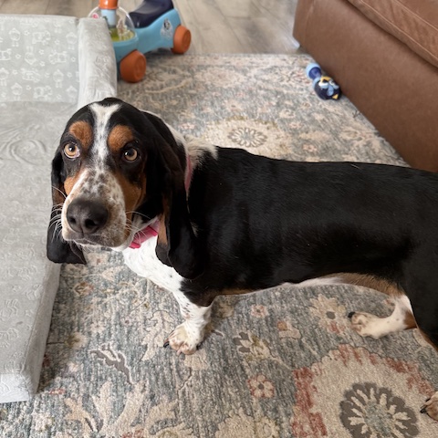 Frankie Girl