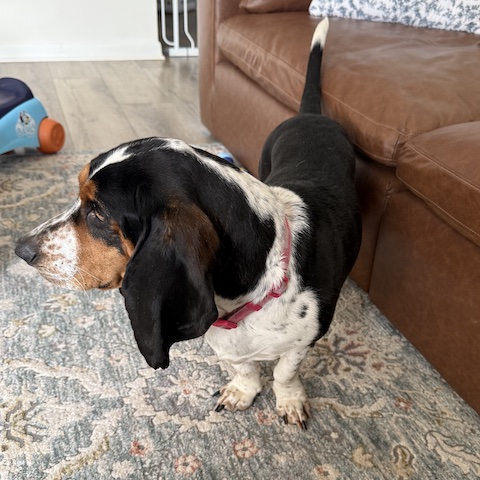 Frankie Girl