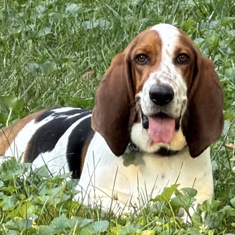 Odie