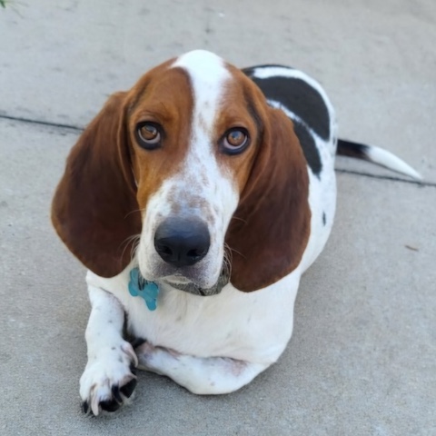 Odie