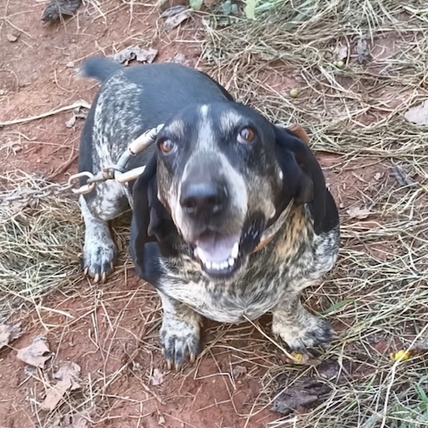 Rebel