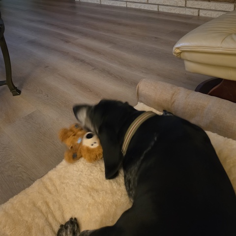Rebel